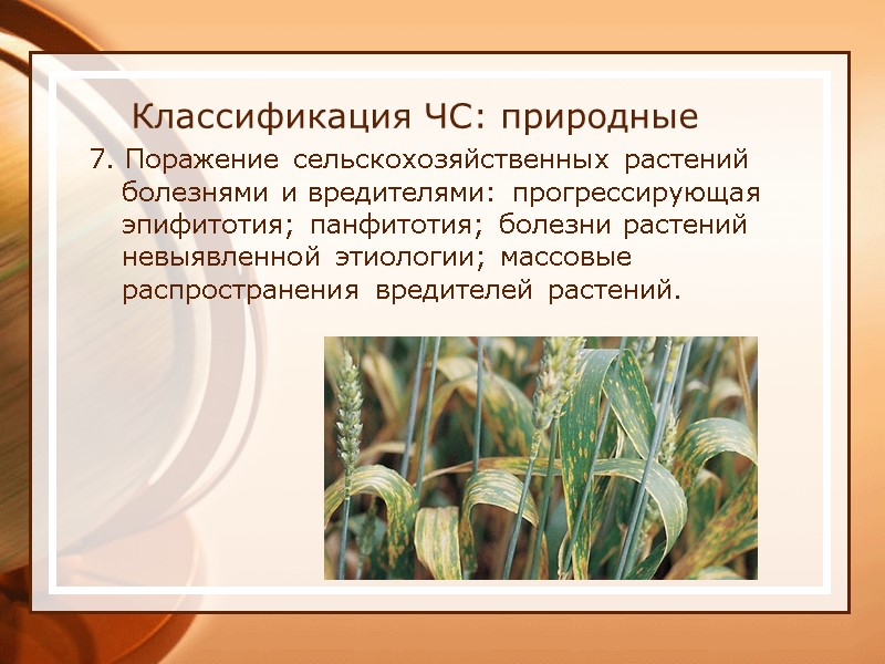 Классификация ЧС: природные 7. Поражение сельскохозяйственных растений болезнями и вредителями: прогрессирующая эпифитотия; панфитотия; болезни